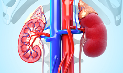 Índexs de referència per a la valoració de la mida renal en pediatria usant mesures antropomètriques.